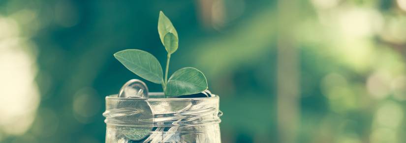 plant growing out of money