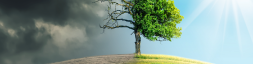 tree environment